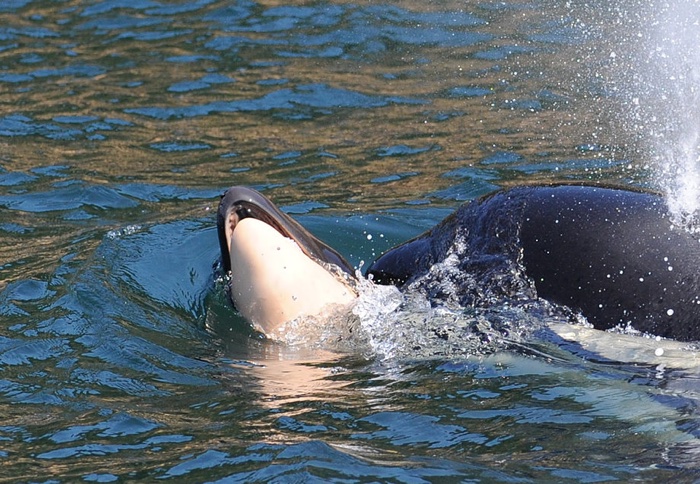 036 orca calf 3