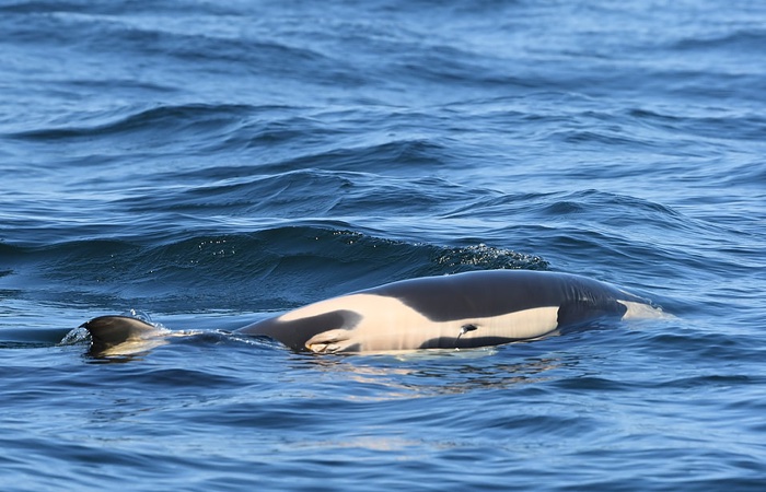 036 orca calf 3