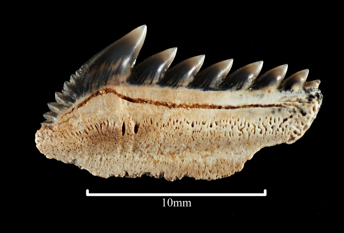 Sixgill shark's fossilized teeth. (Museums Victoria)