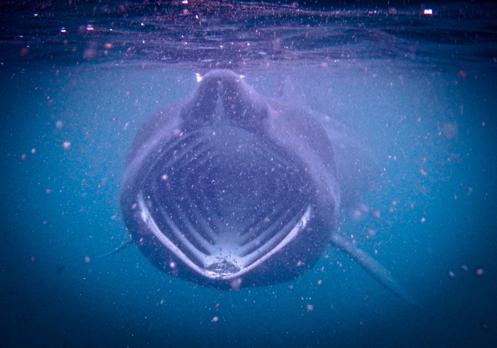 830 basking shark tracking 2