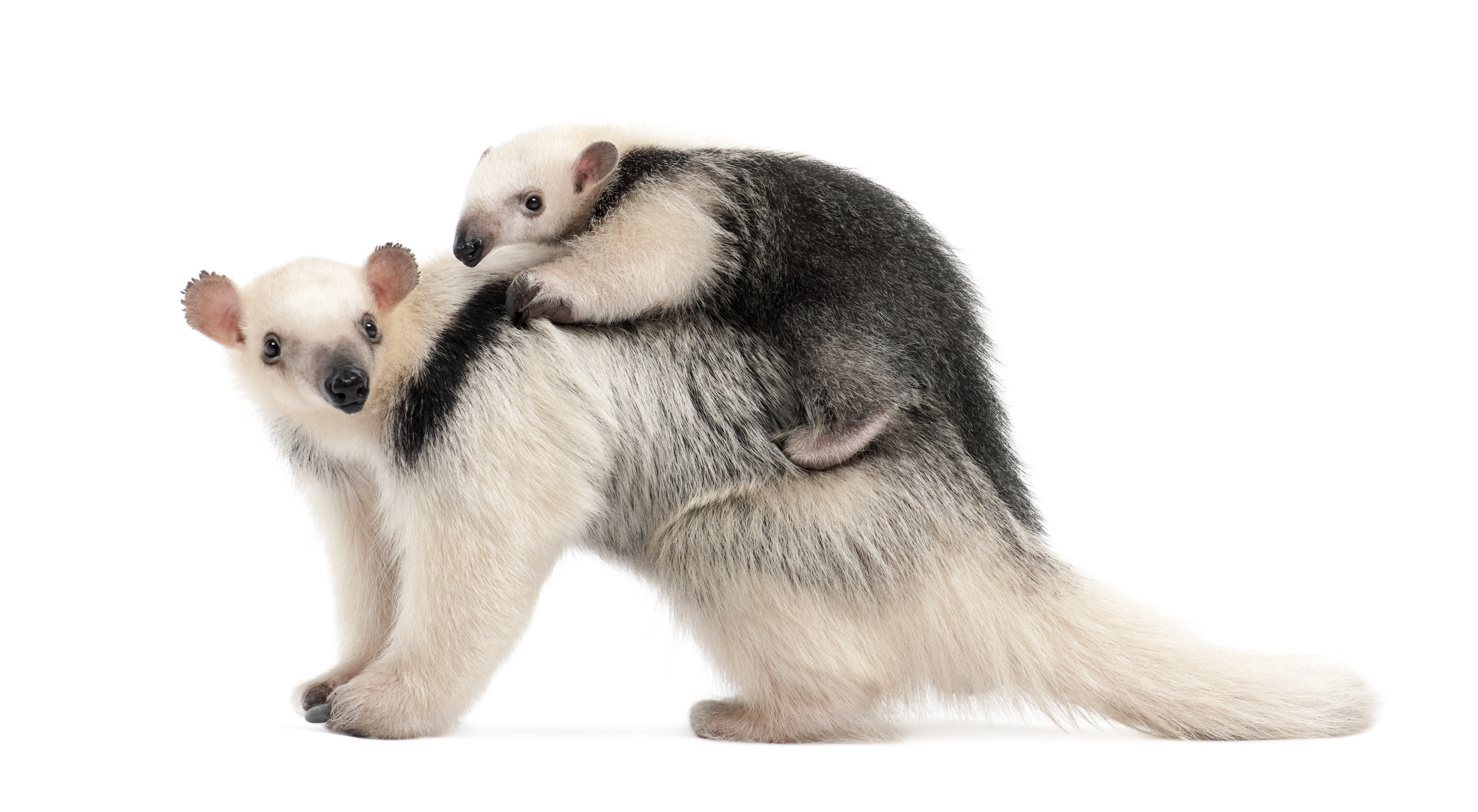 A lesser anteater and its young (GlobalP/iStock)