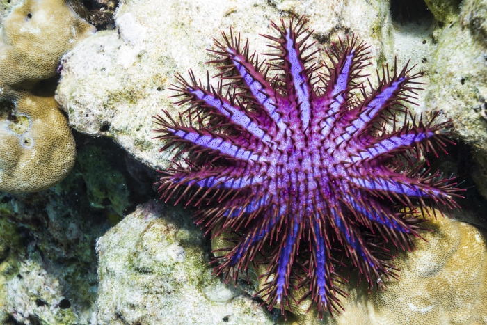 crown of thorns starfish inset