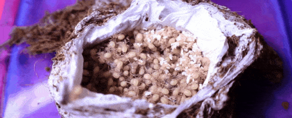 This wriggling egg sac spews over 1,000 baby tarantulas, and we can't stop watching