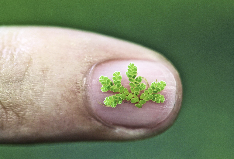 fern on finger 770