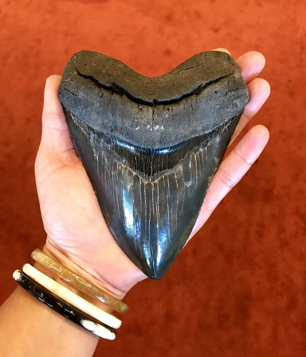 A preserved megalodon tooth. (Shutterstock)