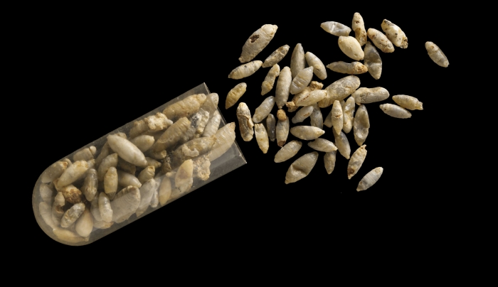 mineralised fly pupae inset