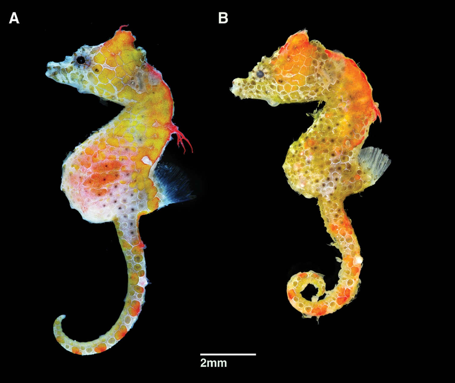 oo 220692 pygmy seahorse