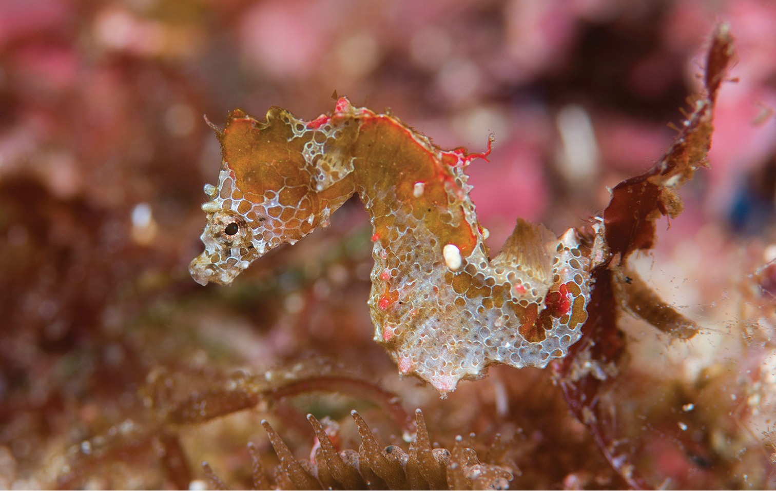 oo 220696 pygmy seahorse