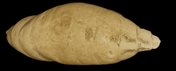 Creepy Fossil Discovery Reveals Wasp Parasites Lurking Inside Ancient Insects