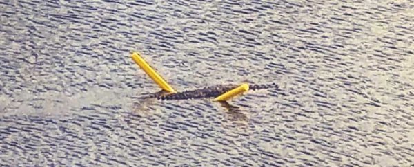 A crocodile in Florida was caught using pool noodle as swimming aid