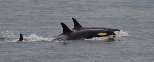 Grieving orca mother finally lets her dead newborn go after 17 days