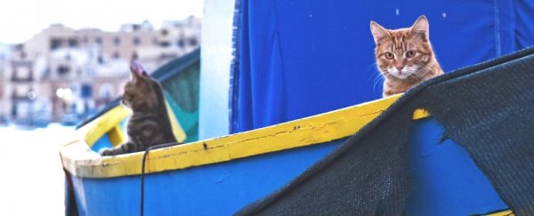 Cats sailed with Vikings to conquer the world, says genetic study