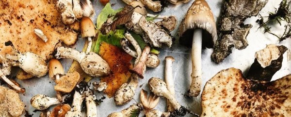 An Instagram Star's Cookbook Just Got Recalled Because It Lists Unsafe, Toxic Ingredients