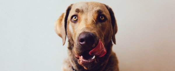 A man's hands and legs were amputated all because a dog licked him