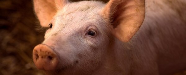 Lab-grown lungs have been successfully transplanted into living pigs
