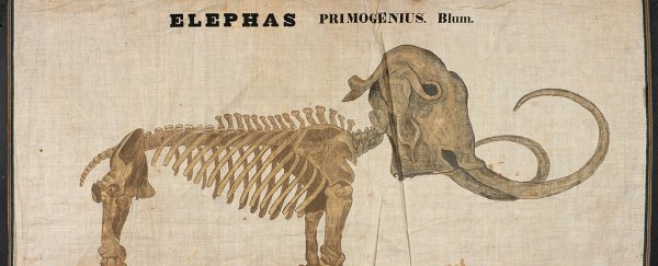 This woman of science and art was a pioneer, and nearly forgotten