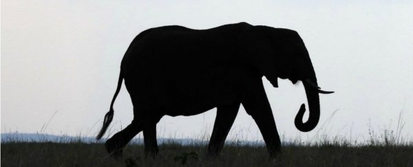 The Trump administration is being sued after stacking a wildlife council with trophy hunters