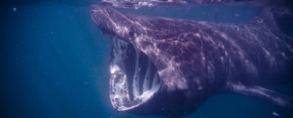 Mysterious giant shark sightings are helping scientists on the hunt