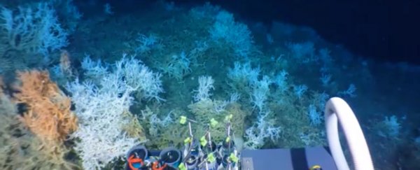 Scientists Just Discovered a Huge, Hidden Coral Reef Off The US Coast