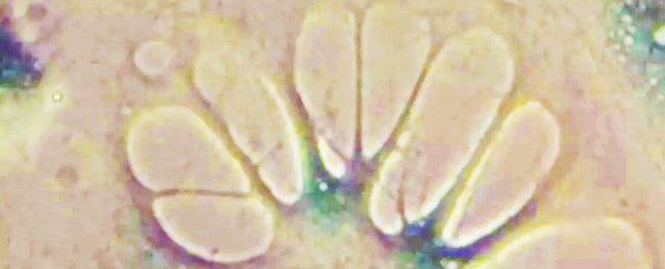 Scientists just successfully reversed ageing in lab grown human cells