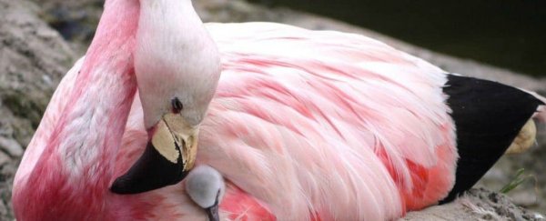 Europe's heatwave is so intense, rare flamingoes just laid eggs for the first time in 15 years
