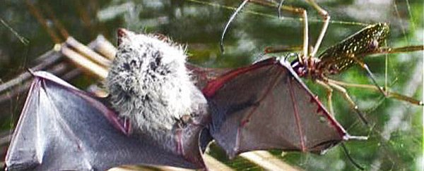Centipedes and spiders prey on bats