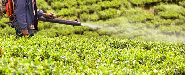 Vaccines aren't linked to autism, but this infamous pesticide might be