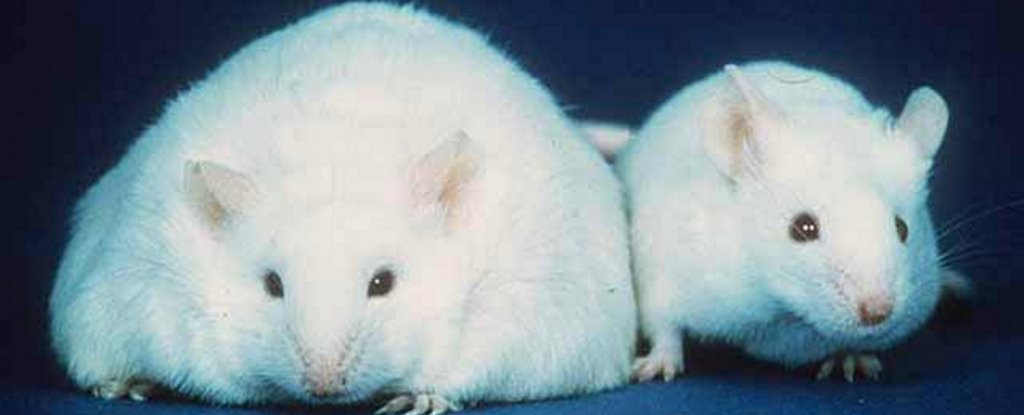 FatSkinnyMouseDiabetes web 1024