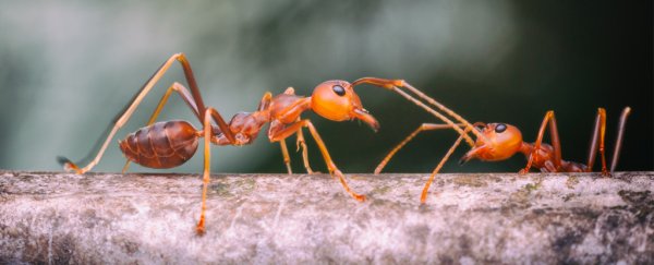 Next time someone calls you lazy, tell them this story about fire ants
