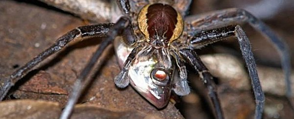 Fish-eating spiders are real, and they cover most of the planet