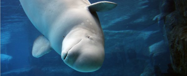 Scientists have discovered two more animals that experience menopause like us