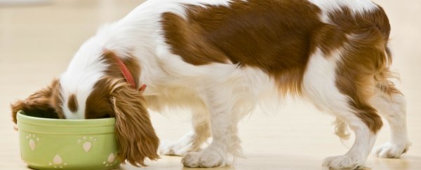 This boutique type of dog food has been linked to heart disease