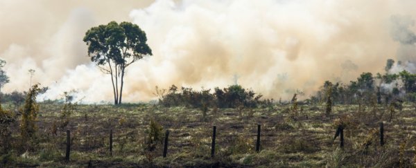 Tax Havens are essentially subsidizing the destruction of the environment, new study claims