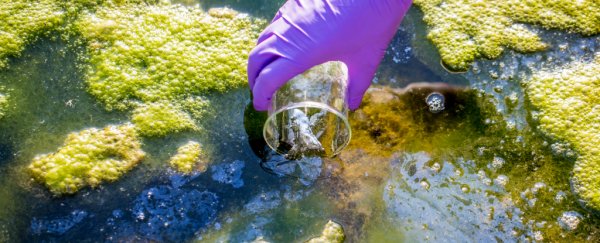Florida Is Experiencing An Extreme Algae Crisis, and It's Threatening Public Health