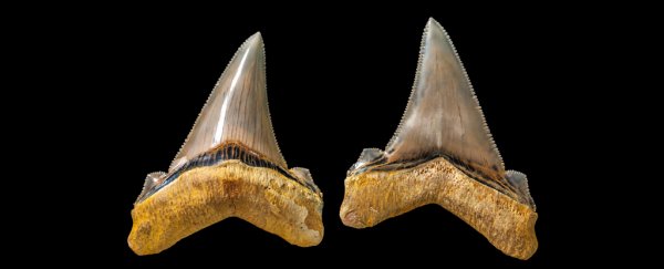 You think 'The Meg' had horrifying prehistoric shark teeth? Meet the Australian version