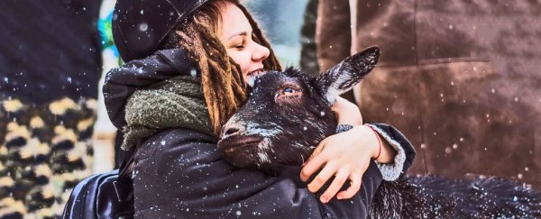 Goats prefer happy, smiling humans, study finds