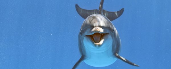 A horny dolphin has shut down a French beach, but there's sadly more to the story