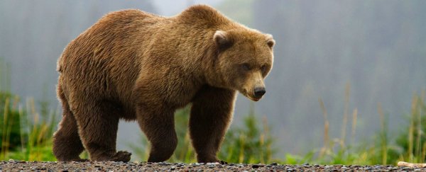 The amazing way that extinct cave bears are still living on today