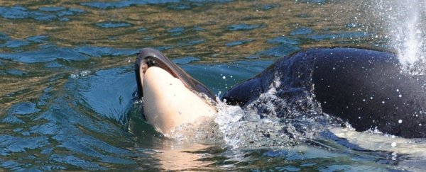 A mother orca has been carrying her dead baby around the Pacific Ocean for more than 10 days