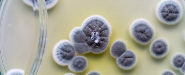 Most people who think they have a penicillin allergy are wrong
