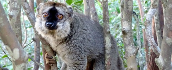 These Lemurs Have Good Reasons For Rubbing Toxic Millipedes on Their Butts