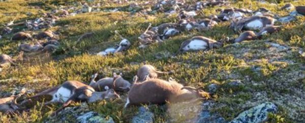 More than 300 reindeer were struck by lightning in the same spot, and it changed the landscape