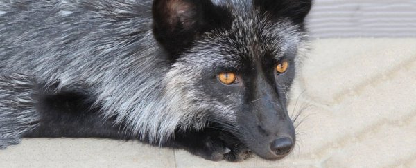 A Soviet-era fox experiment may finally reveal the genes behind domestication