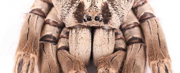 Spider Venom Could Treat A Devastating Form of Childhood Epilepsy
