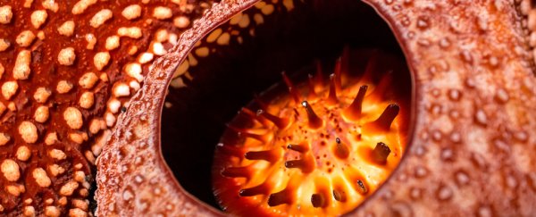 These are the worst smells in the world, according to science