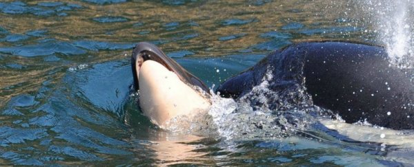 That grieving mother orca is still carrying her dead calf, and scientists are getting worried
