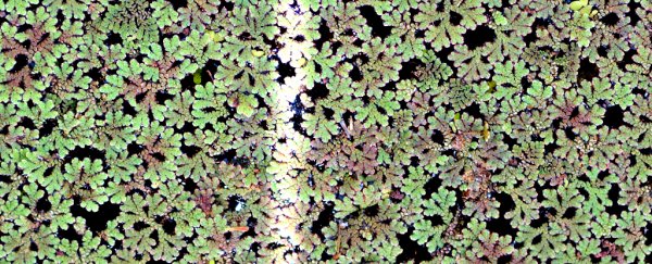 This strange, tiny fern could hold the secret to pesticide-free insect resistance