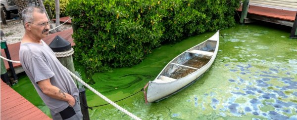 An Environmental Crisis Has Sullied Florida's tight Senate Race