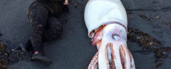 Divers found a monstrous squid on a New Zealand beach, and we have pictures
