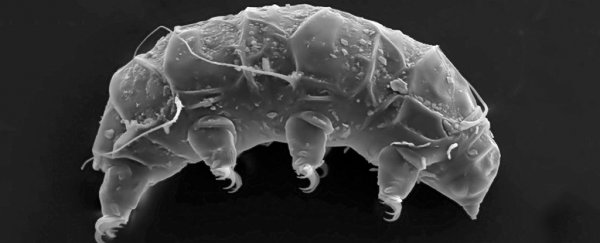 New water bear species discovered in Antarctica